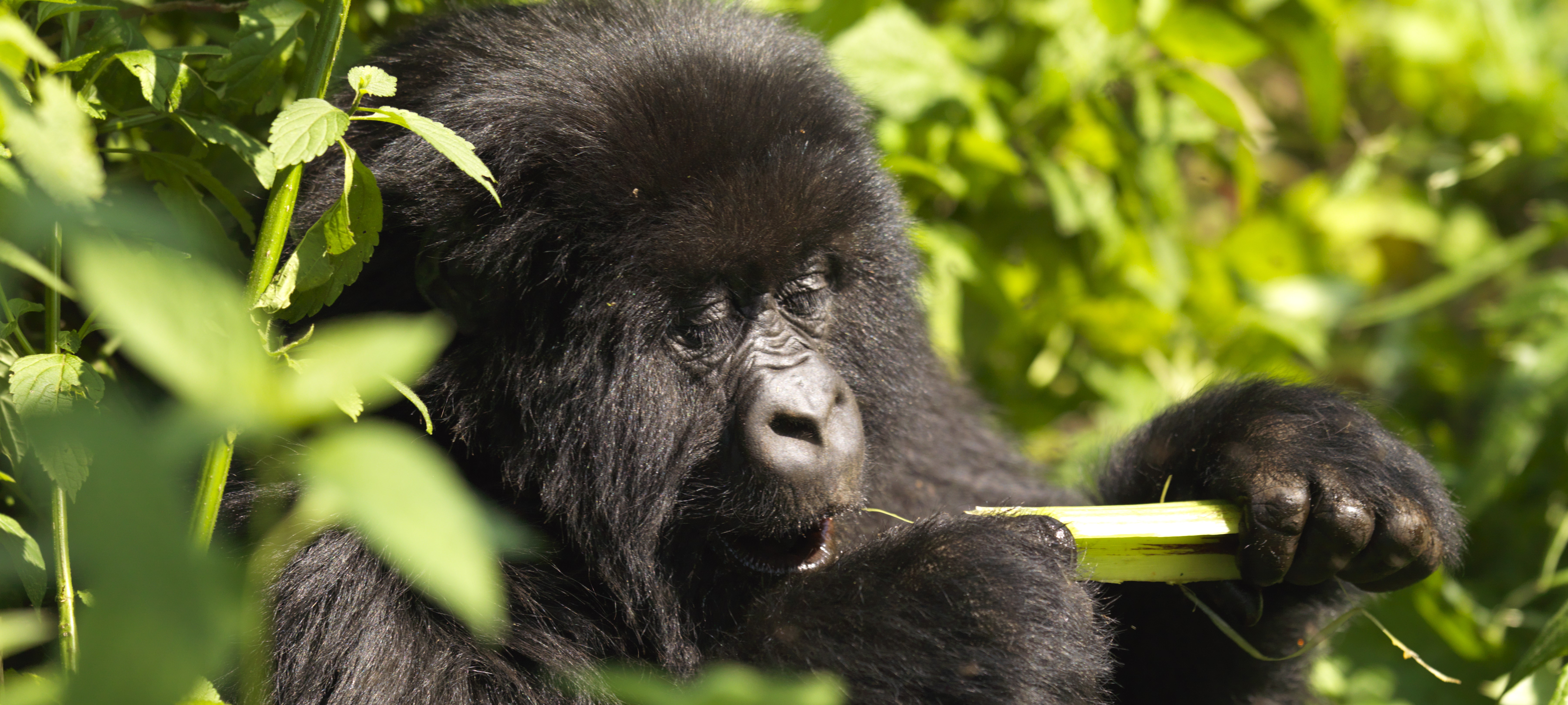 Low season Discount on Rwanda's Gorilla