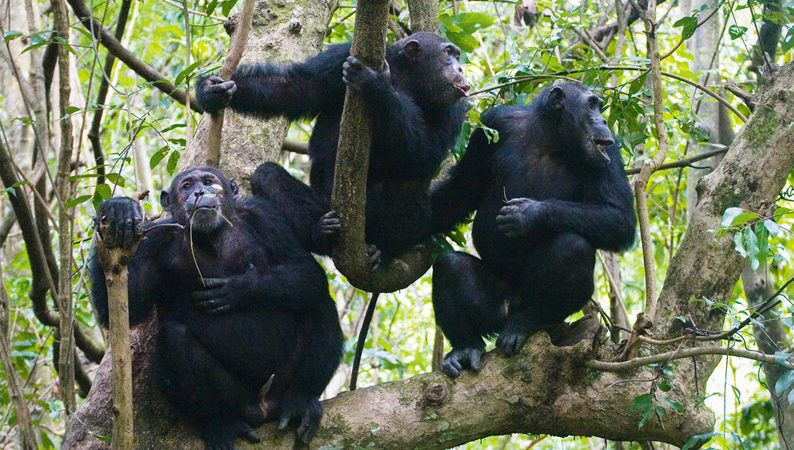 Visiting Nyungwe National Park