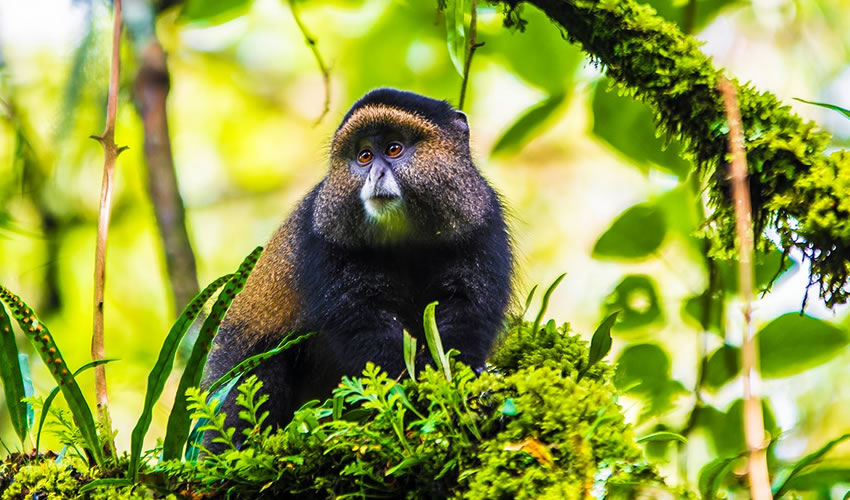 Golden Monkey Trekking at Mgahinga