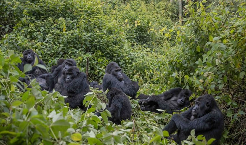 Kahuzi Biega National Park | Rwanda Eco Company and Safaris