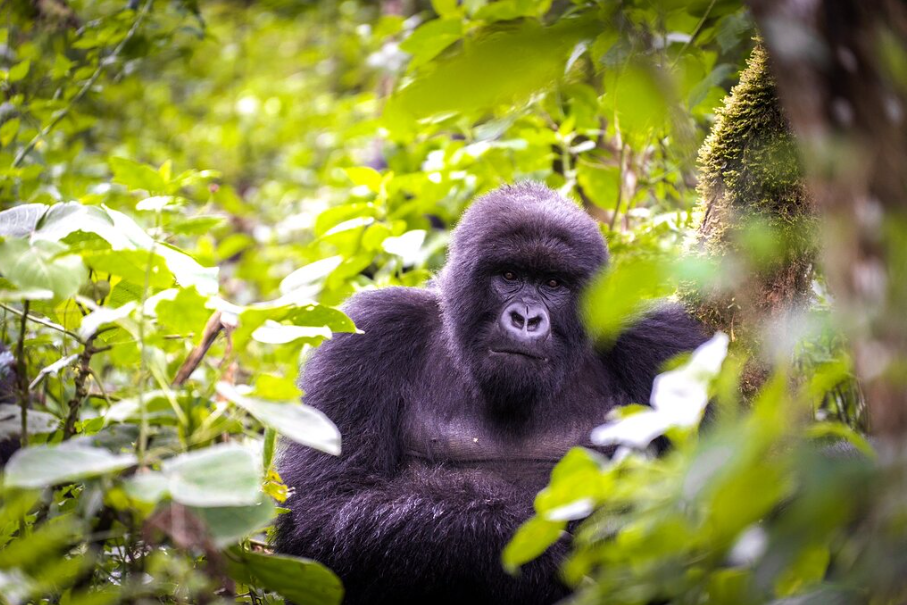 Day trips in Rwanda