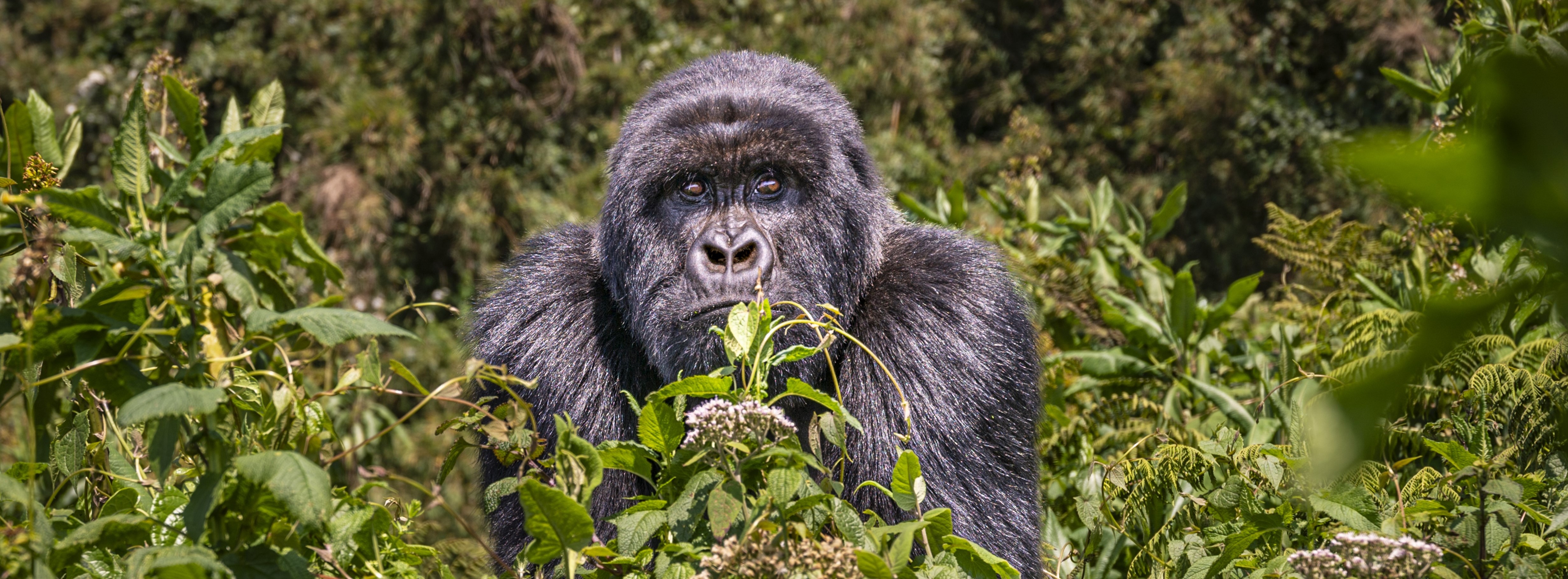 Rwanda Gorilla Trekking Promotional Rates for 2026