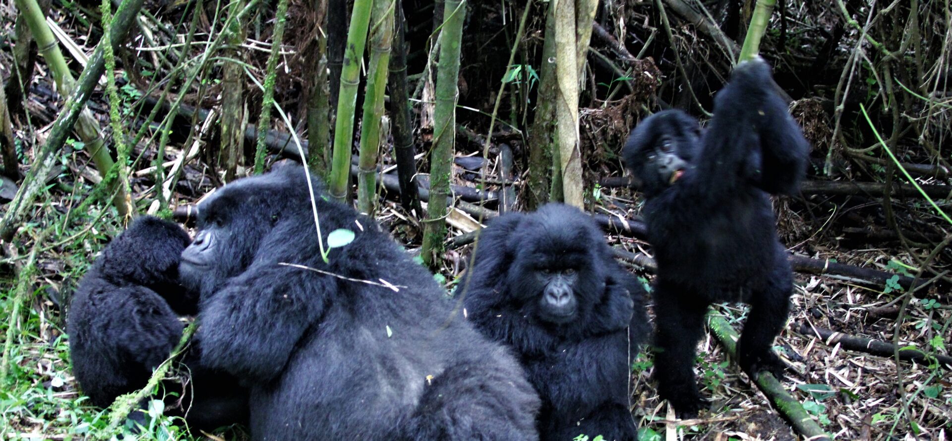 INTERESTING FACTS ABOUT GORILLAS