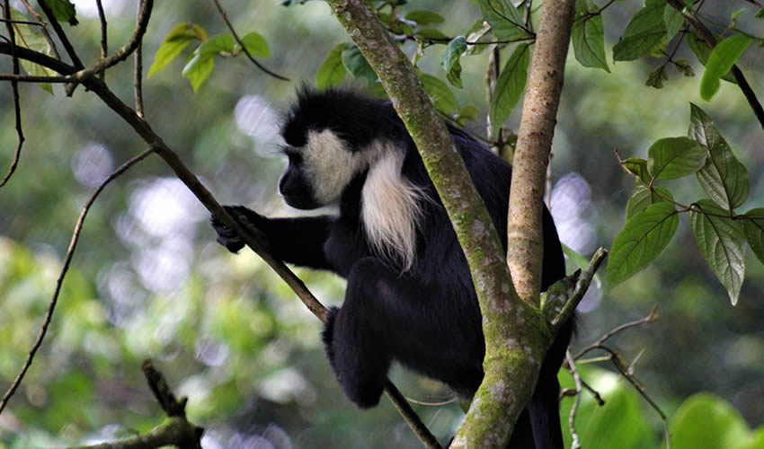 Colobus Monkeys Trekking
