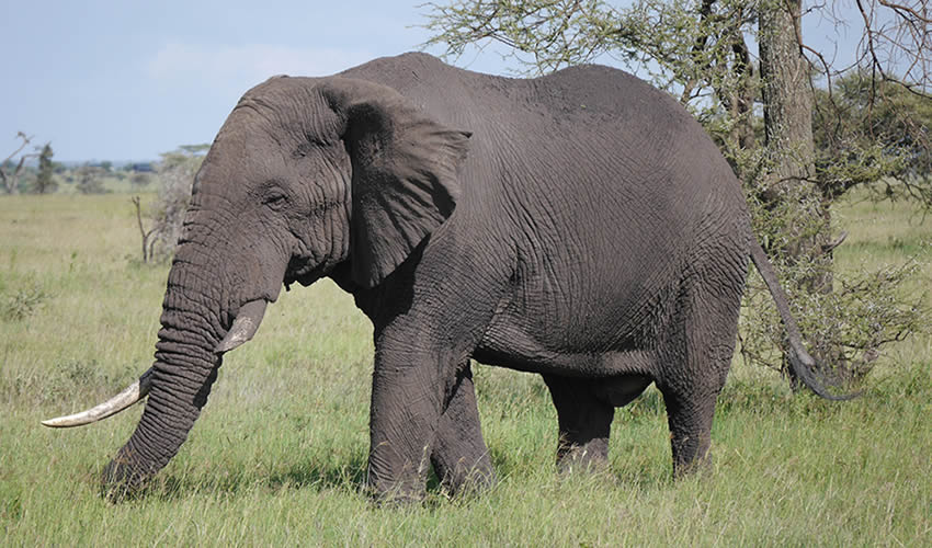 Wildlife Safaris and Tours to Rwanda