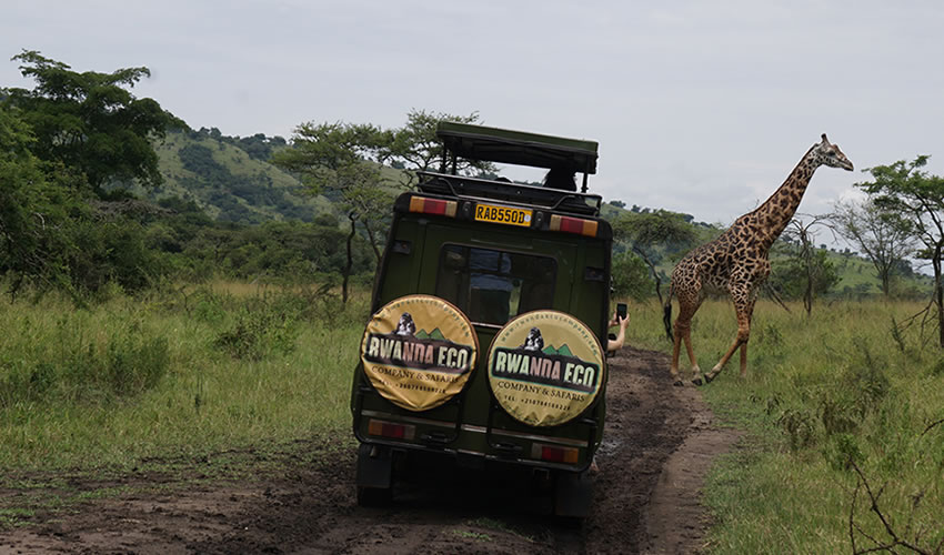 One Day Akagera National Park Safari