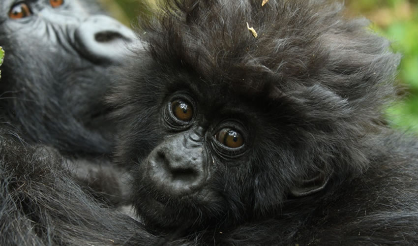 Gorilla Tracking: A Focus on Conservation Over Adventure