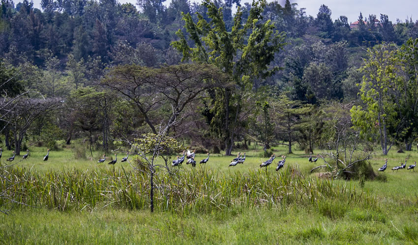 Umusambi Village | Rwanda Eco Company and Safaris