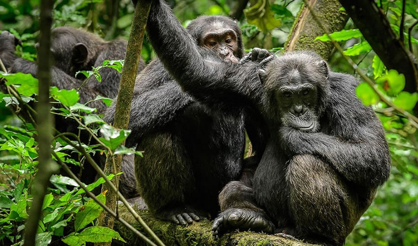 Trekking Chimpanzees in Rwanda Vs in Uganda