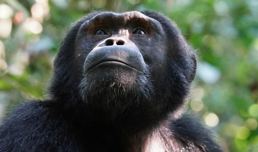 Chimpanzee Trekking Tour in Rwanda