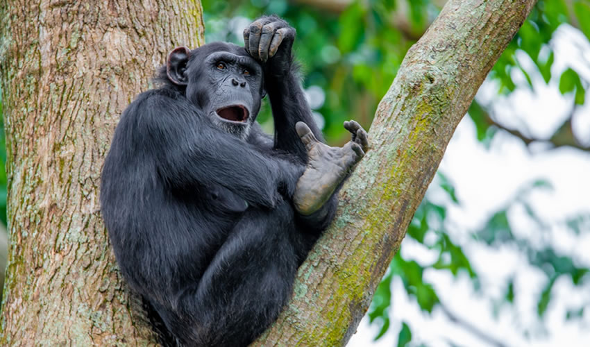 Chimpanzee Habituation Experience in Kibale National Park
