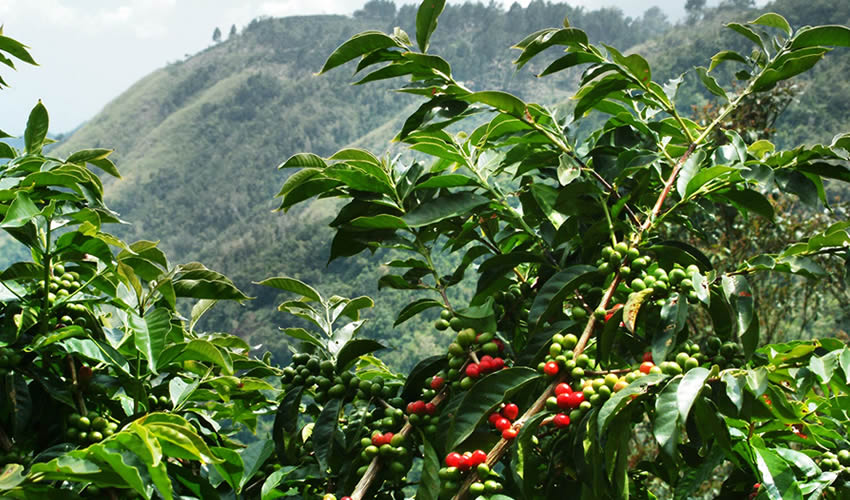Coffee Plantation Tours in Rwanda