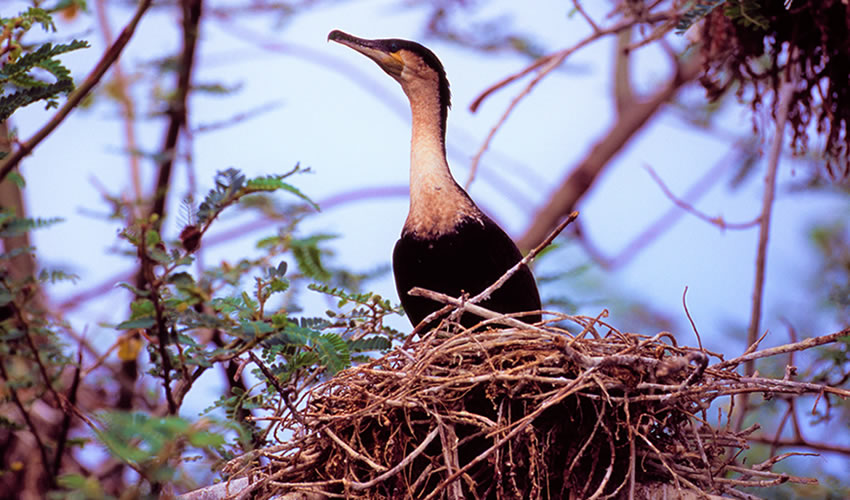 Bird Watching in Kigali | Rwanda Eco Company and Safaris