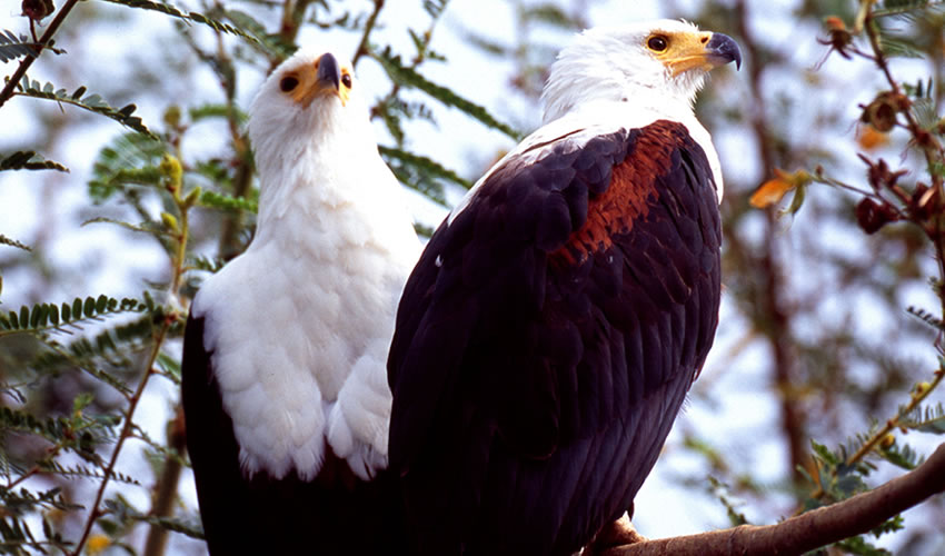 5 Best Bird Watching Spots in Rwanda