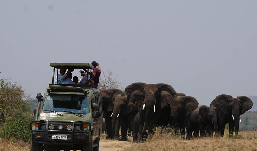 Wildlife in Akagera National Park