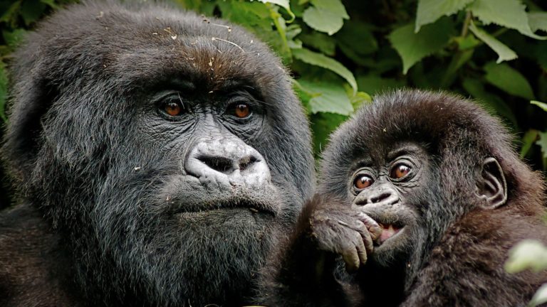 Exclusive Gorilla Trekking in Rwanda