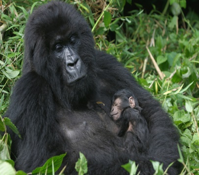 Gorilla Trekking Safaris or Wildlife Viewing Safaris?