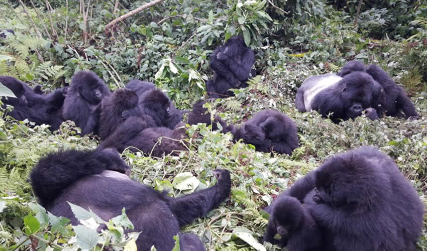 Gorilla Families in Rwanda’s Volcanoes National Park