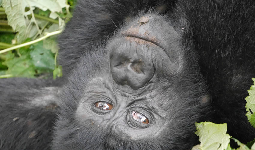 Combined Tour Safaris to Uganda and Rwanda