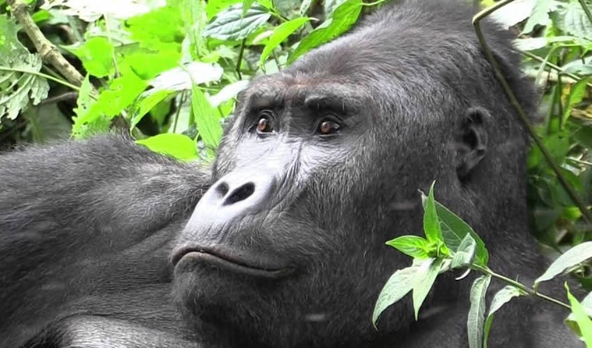 Luxury Gorilla Trekking Safari in Rwanda