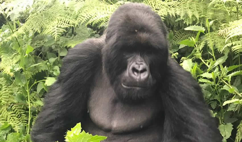 Frequently asked questions about gorilla trekking