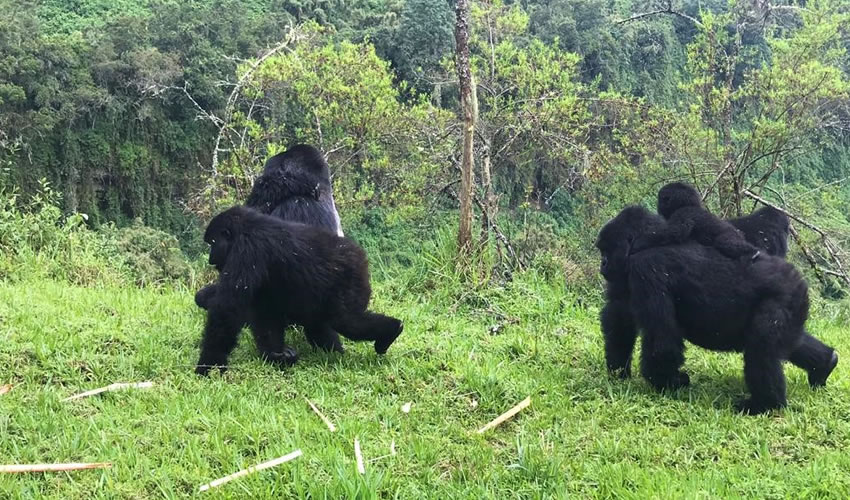 3 Days Rwanda Gorillas Safari Adventure