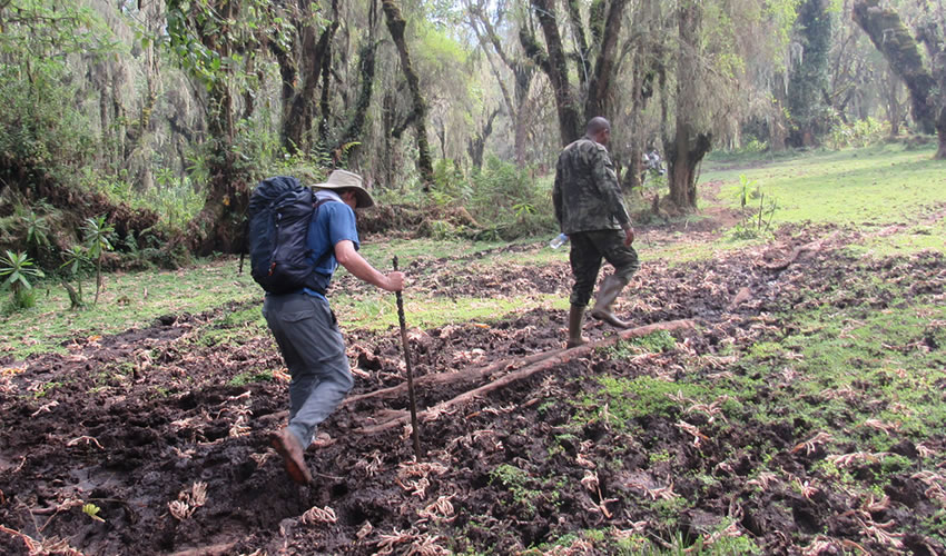 Hiking Guide to Mount Karisimbi Rwanda