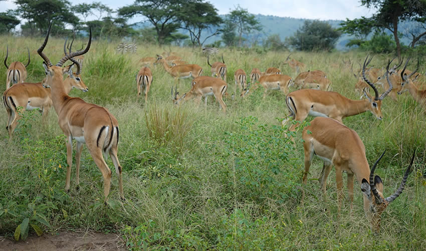 Best Tour Company in Rwanda