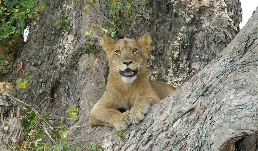 Ishasha Tree Climbing Lions in Queen Elizabeth National Park