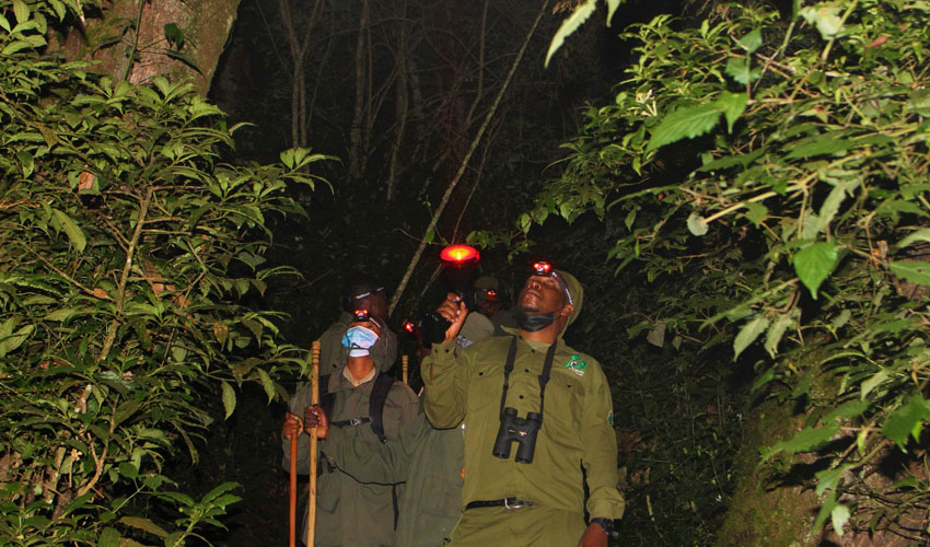 Night Walking Safari inside Nyungwe National Park