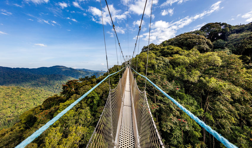 Nyungwe Canopy Walk Experience