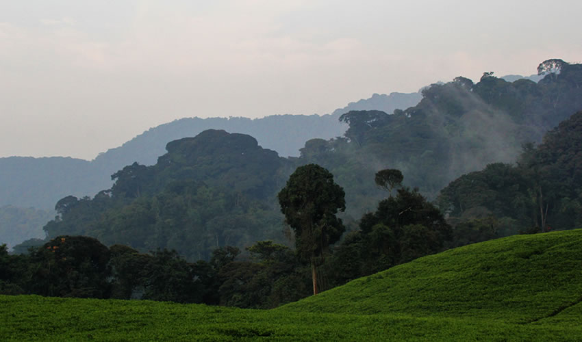Best Time to See Chimpanzees in Nyungwe Forest National Park