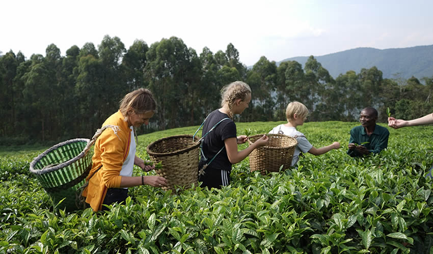 Rwanda Educational Trips