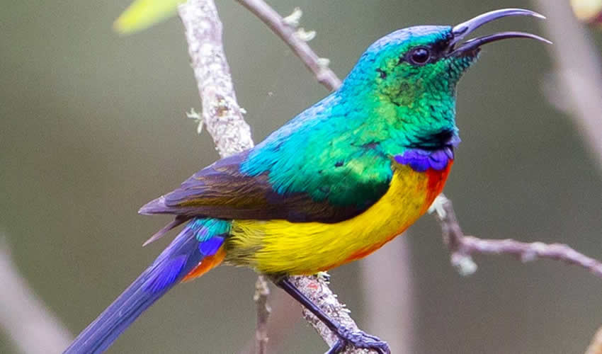 Bird Watching in Rwanda | Rwanda Eco Company and Safaris