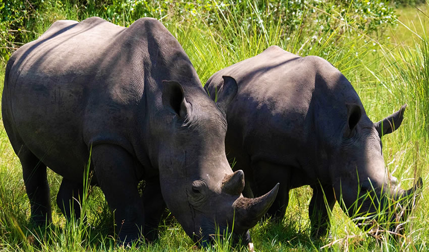 Visit Ziwa Rhino Sanctuary in Uganda