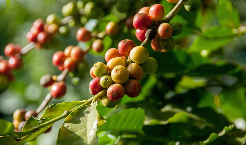 Rwanda Coffee Tours
