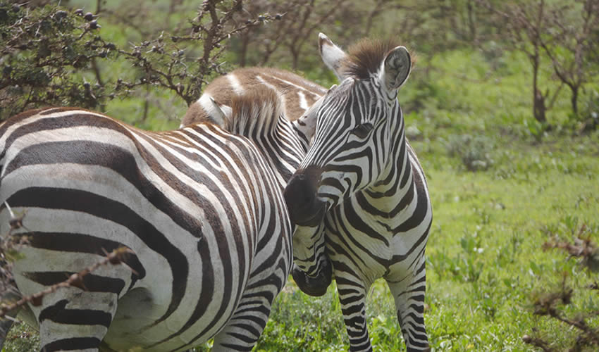 Luxury Safaris to Rwanda