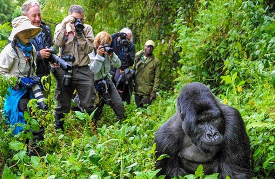 Tracking Mountain Gorillas in East Africa