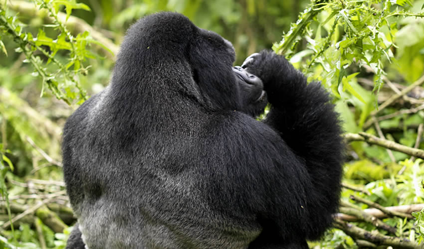3 Days Rwanda Gorilla Trekking Safari