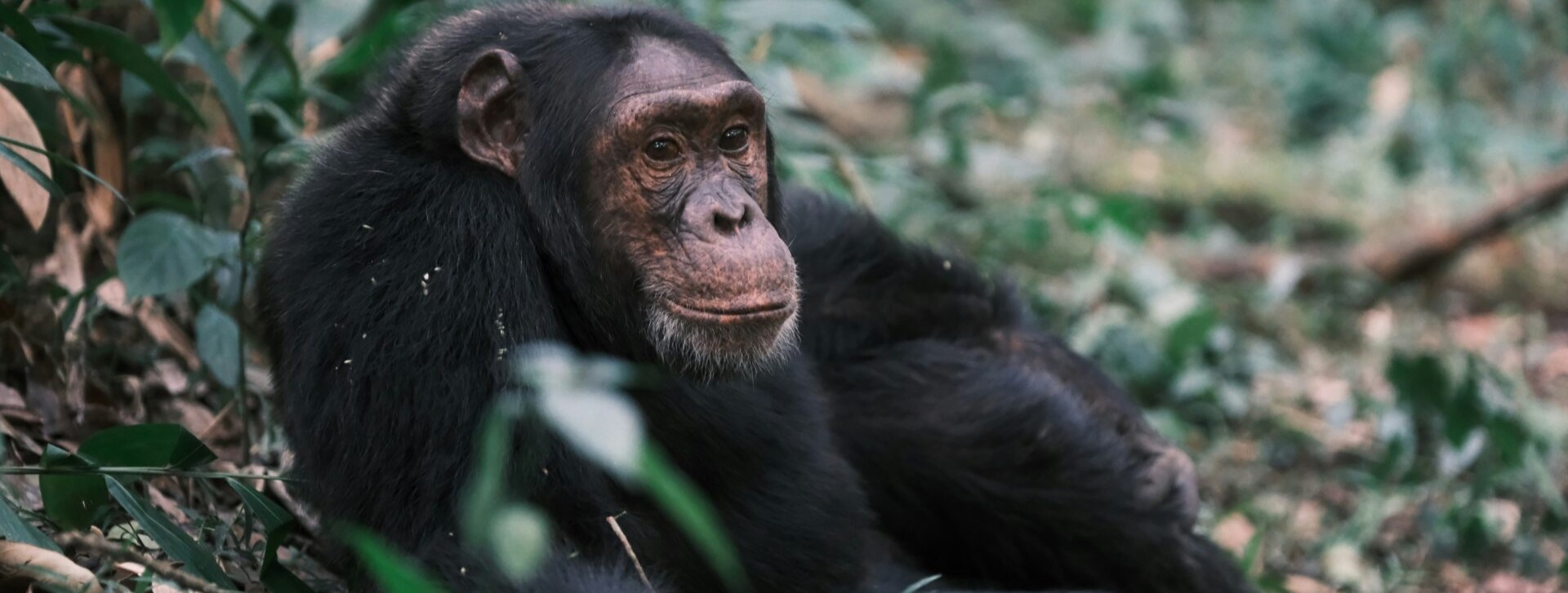 Chimpanzee trekking locations in Nyungwe National Park