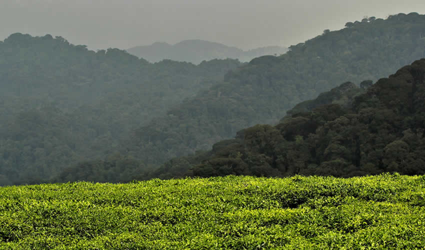 Nyungwe Forest Canopy Walk Experience | Rwanda Safari Tours