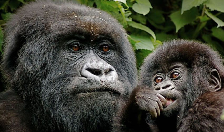 Combining Gorilla Trekking and Wildlife Safari