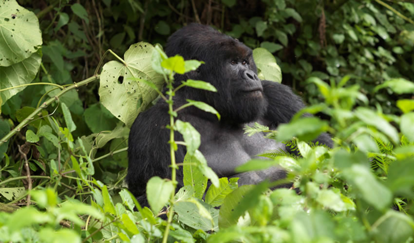 Cost of Gorilla Trekking Permit in Rwanda