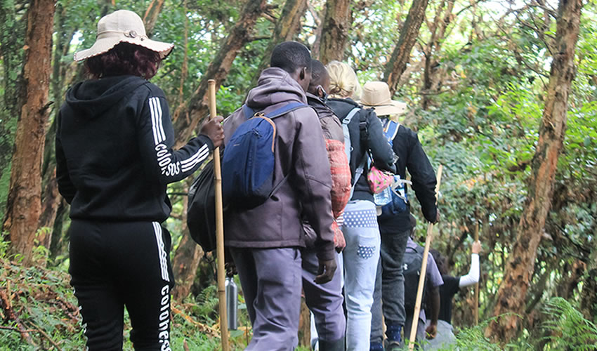 Gorilla Trekking at Mgahinga National Park Uganda