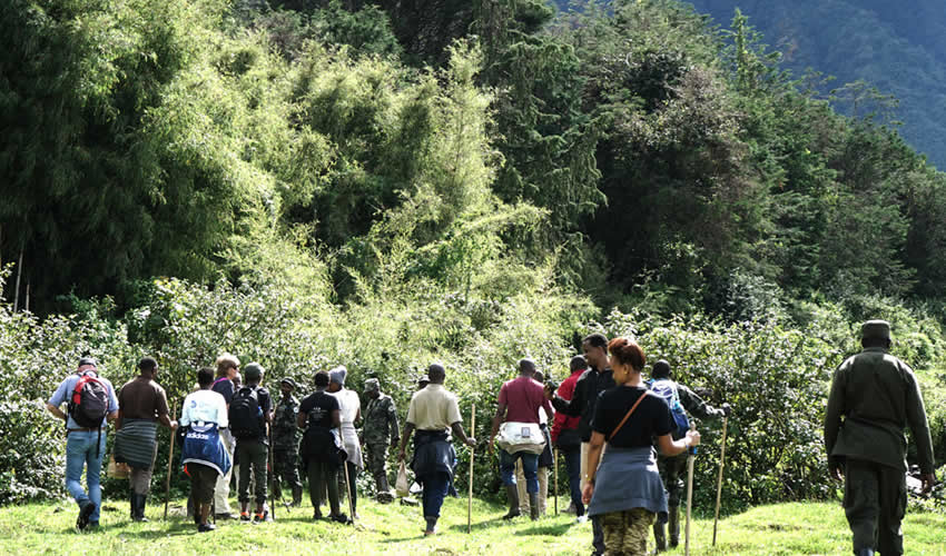 Gorilla Trekking Group Tours in Rwanda and Uganda