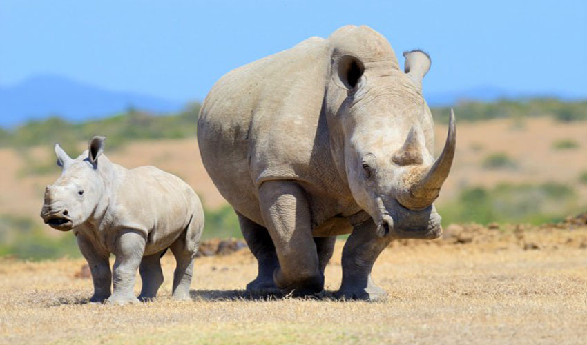 Tracking White Rhinos in Akagera National Park