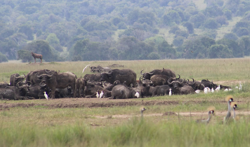 Safari Game Drive at Akagera National Park