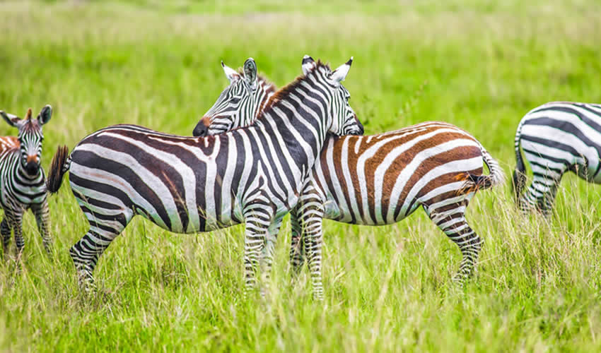 Day and Night Game Drives in Lake Mburo National Park