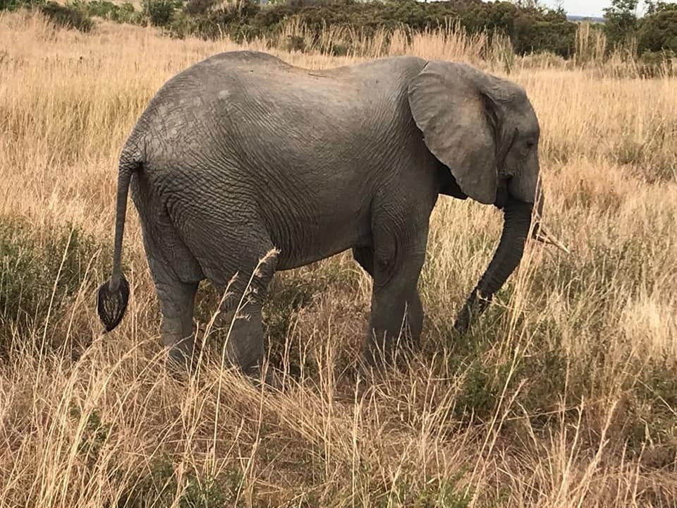 Kenya safari
