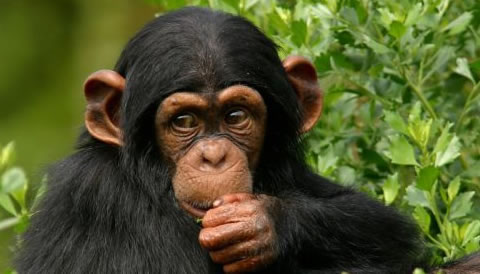 Kibale Forest National Park, Uganda